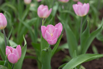 tulips