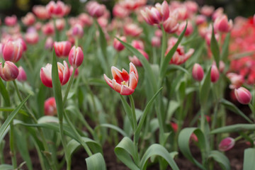 tulips