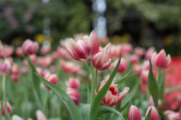 tulips