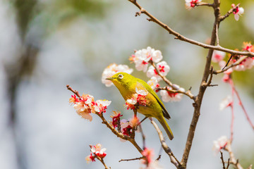 The Japanese White eye.The background is white plum blossoms. Located in Tokyo Prefecture Japan.