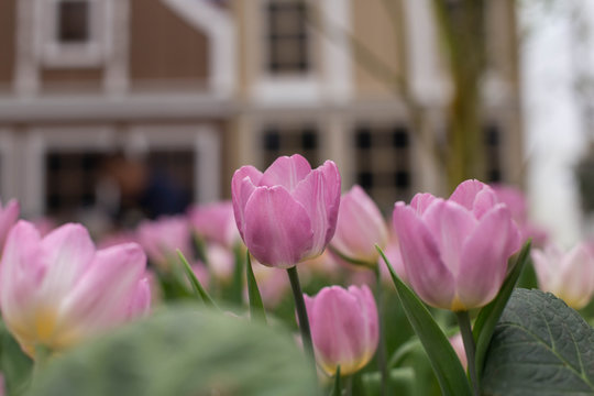 tulips