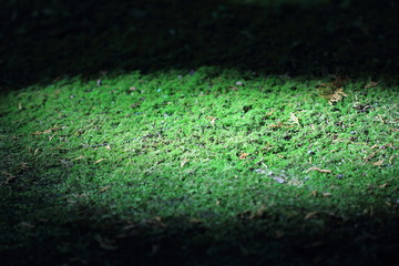 緑の苔