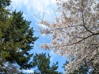 Full bloom pink sakura branches and evergreen tree scene with blue sky background
