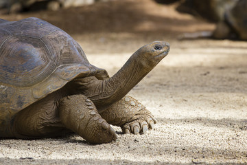 Giant turtles, dipsochelys gigantea in La Vanille Nature Park, island Mauritius