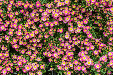 all zinnia flower in garden