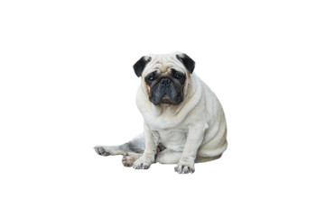 Pug Dog of clipping path selection path
