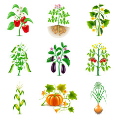 Growing agricultural plants icons vector set