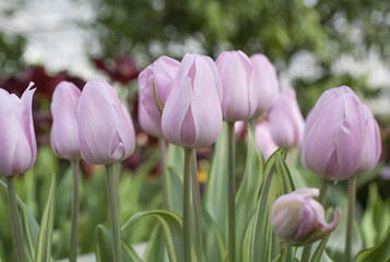 цветущие розовые тюльпаны