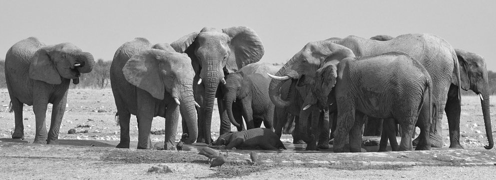 Elefanten am Wasserloch Okawao (Etosha Nationalpark)