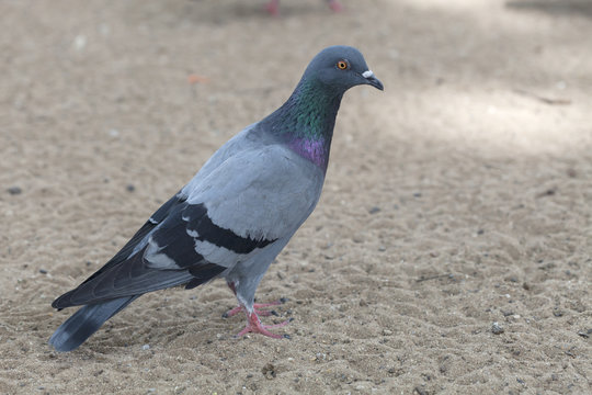 Pigeon bird in the park.