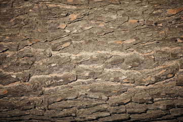 Brown wood texture. Abstract background