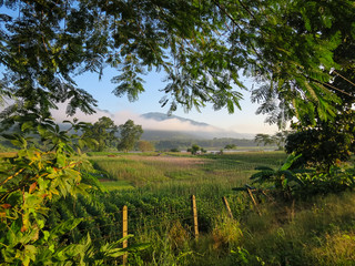 Tree frame foreground showing morning scene of crop field, river, mountain, blue sky and white mist