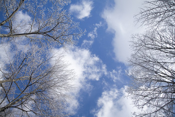 Fototapeta na wymiar Clouds, Treetops, Frost