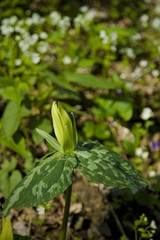 Yellow Trillium, Great Smoky Mountains NP