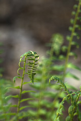 Ferns, Early Spring, East TN