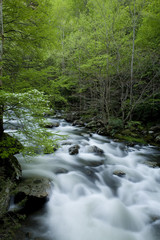 Obraz premium Tremont, Great Smoky Mountains NP, TN