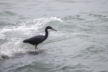 Pacific Reef Heron catching fish