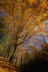 Autumn, Hwy 32 out of Cosby, TN