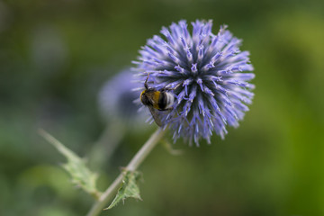 Hummel auf Distel