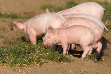 Neckisch blickendes Bioferkel auf Freilandzucht