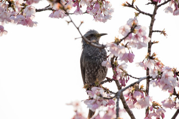 桜とヒヨドリ