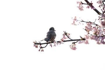 桜とヒヨドリ