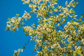 Branches with white flowers of birdflies on background of blue sky