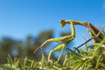 The European mantis (Mantis religiosa)