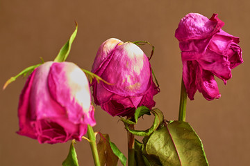 three faded red roses on dark background