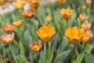 Fototapeta premium Red tulip orange 