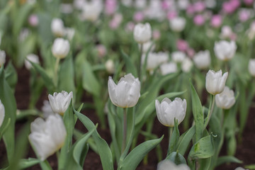 Fototapeta premium Red tulip orange 