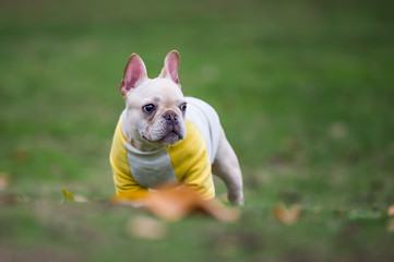 Fototapeta premium The French Bulldog in outdoor grass