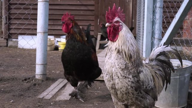 Domestic cocks