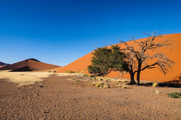 Fototapeta na wymiar Namibia - Sossusvlei