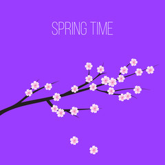 Sakura blossom flowers background