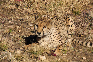 Namibia - Gepard beim Game Drive