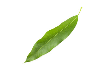 mango leaf on white background.