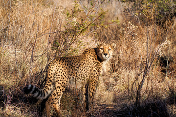 Namibia - Gepard beim Game Drive