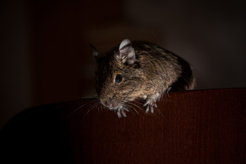 active rodent in dark room