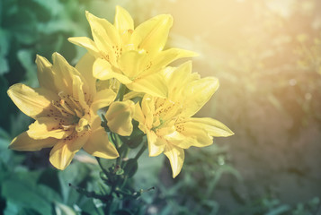 Obraz premium Summer blooming natural sunset background with flowers lily and sunlight, toned