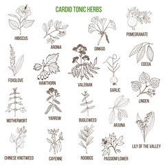 Best herbs for cardio tonic © foxyliam