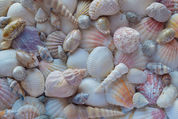 Various colorful seashells background. Dead sea coast.