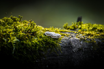 Moss seeds