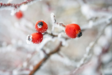 Winter background, red berries on the frozen branches covered with hoarfrost