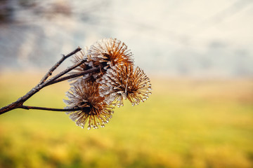 natural background from frozen plant covered with hoarfrost