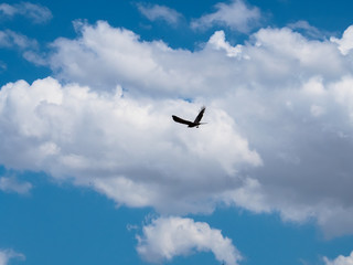 Tawny eagle bird flying silhouette in the blue sky with white cloud