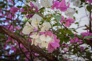 Two Tone Pink and White blooming bougainvilleas