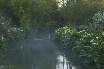 spring landscape/white arums along the river after sunrise with fog