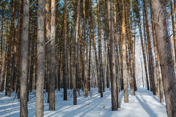 Winter forest.