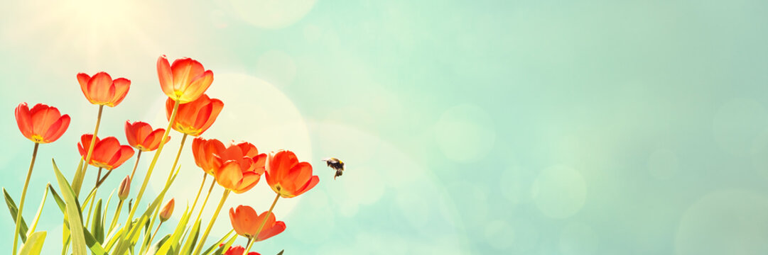 Red Tulips and Bumblebee